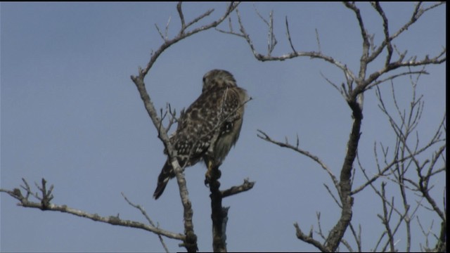 Red-shouldered Hawk - ML418760