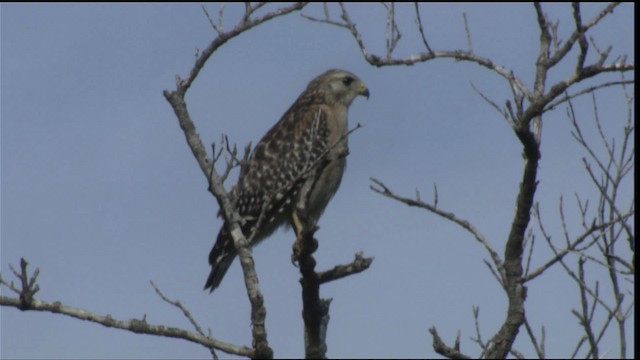 Red-shouldered Hawk - ML418761