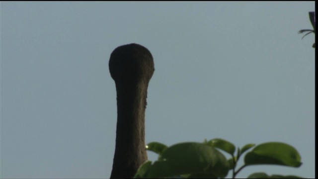 Double-crested Cormorant - ML418762