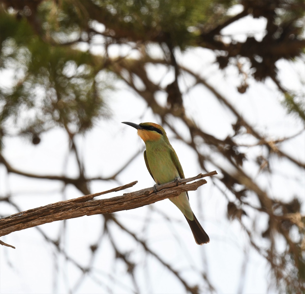 Rainbow Bee-eater - Robert Anderson