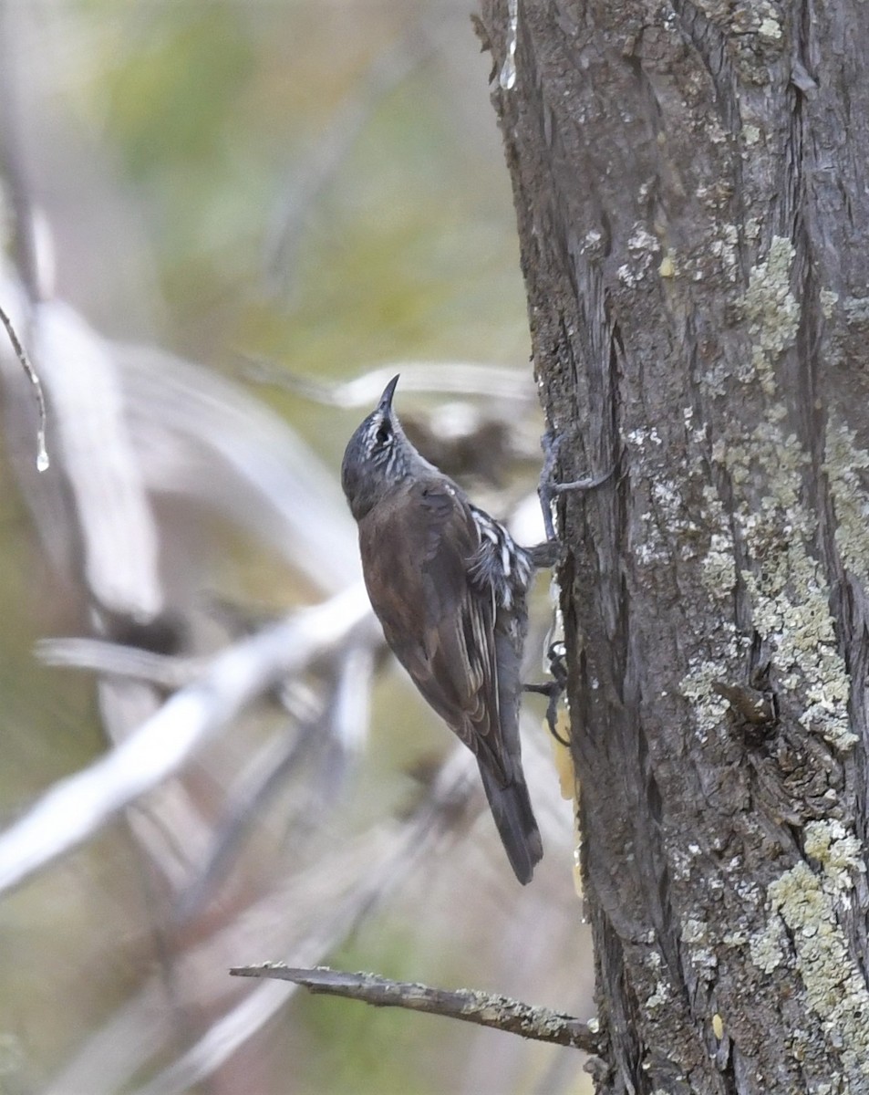 White-browed Treecreeper - Robert Anderson