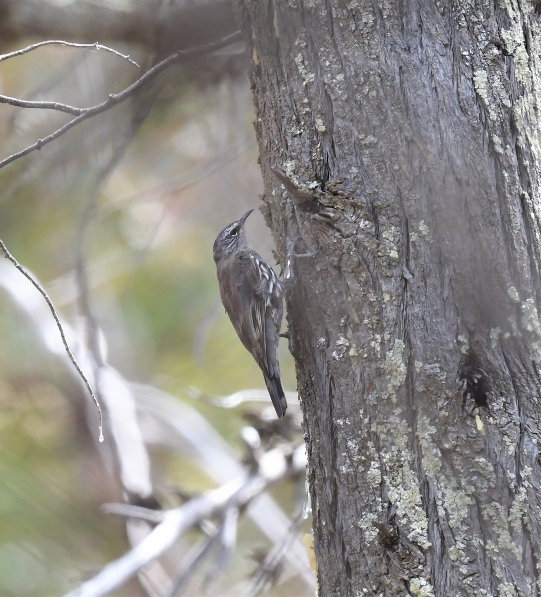 White-browed Treecreeper - ML418762141