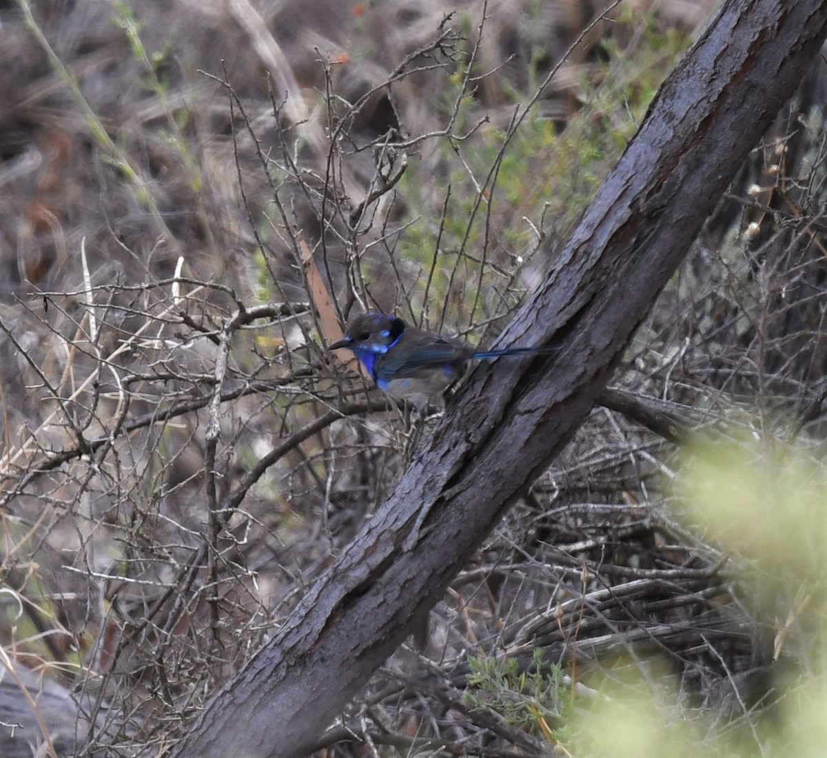 Splendid Fairywren - ML418762731