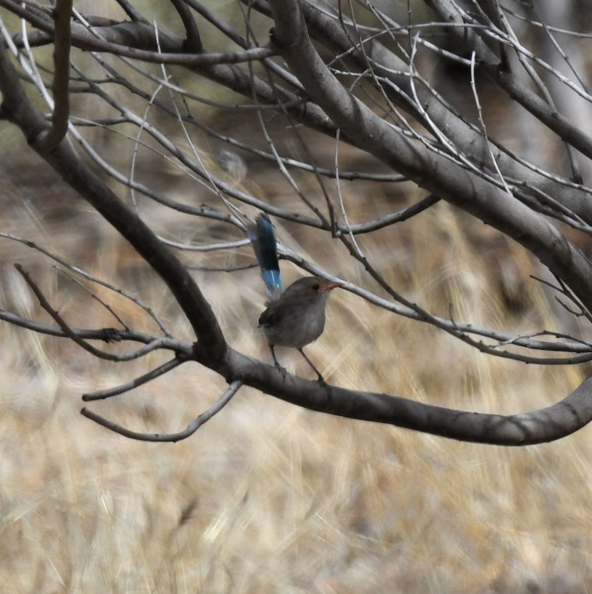 Splendid Fairywren - ML418762841