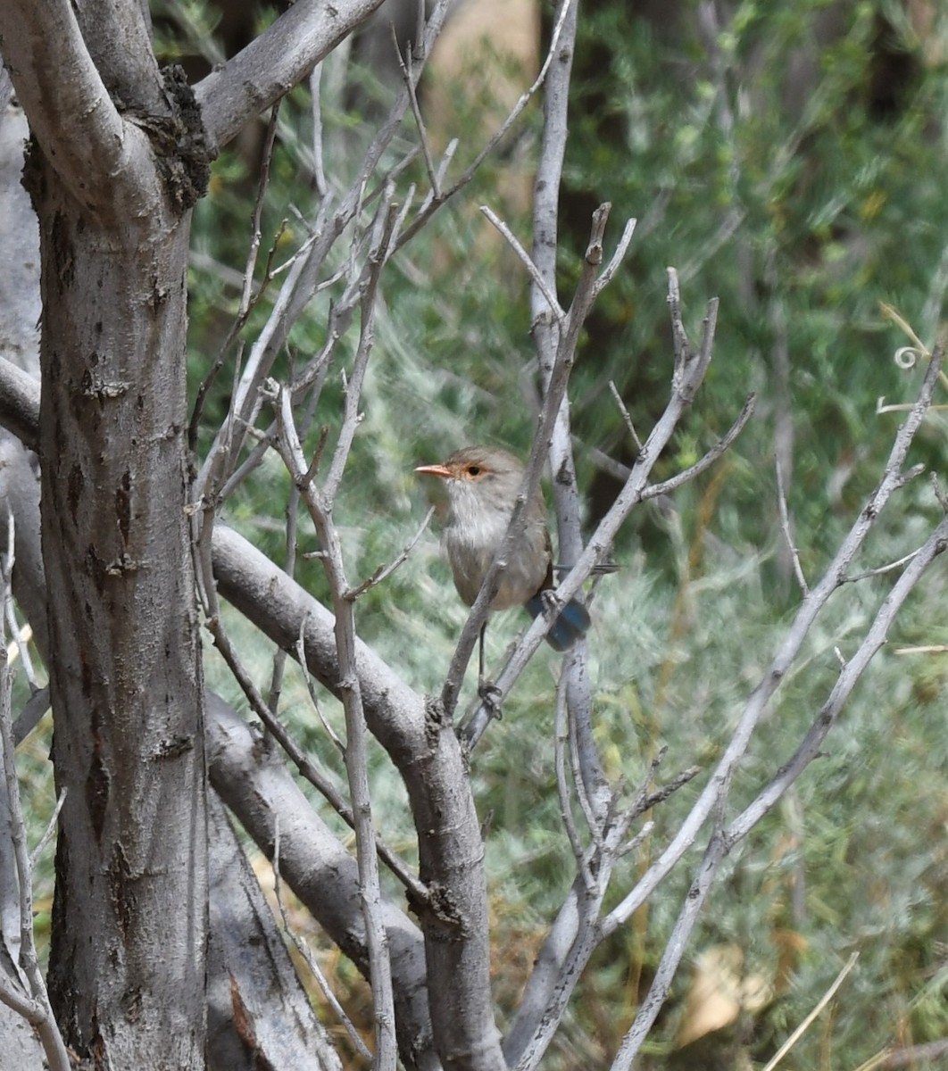 Splendid Fairywren - ML418762961