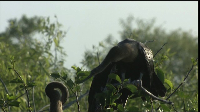 アメリカヘビウ - ML418763