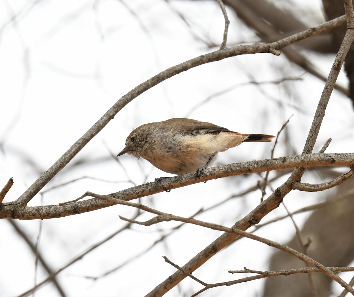 Chestnut-rumped Thornbill - Robert Anderson