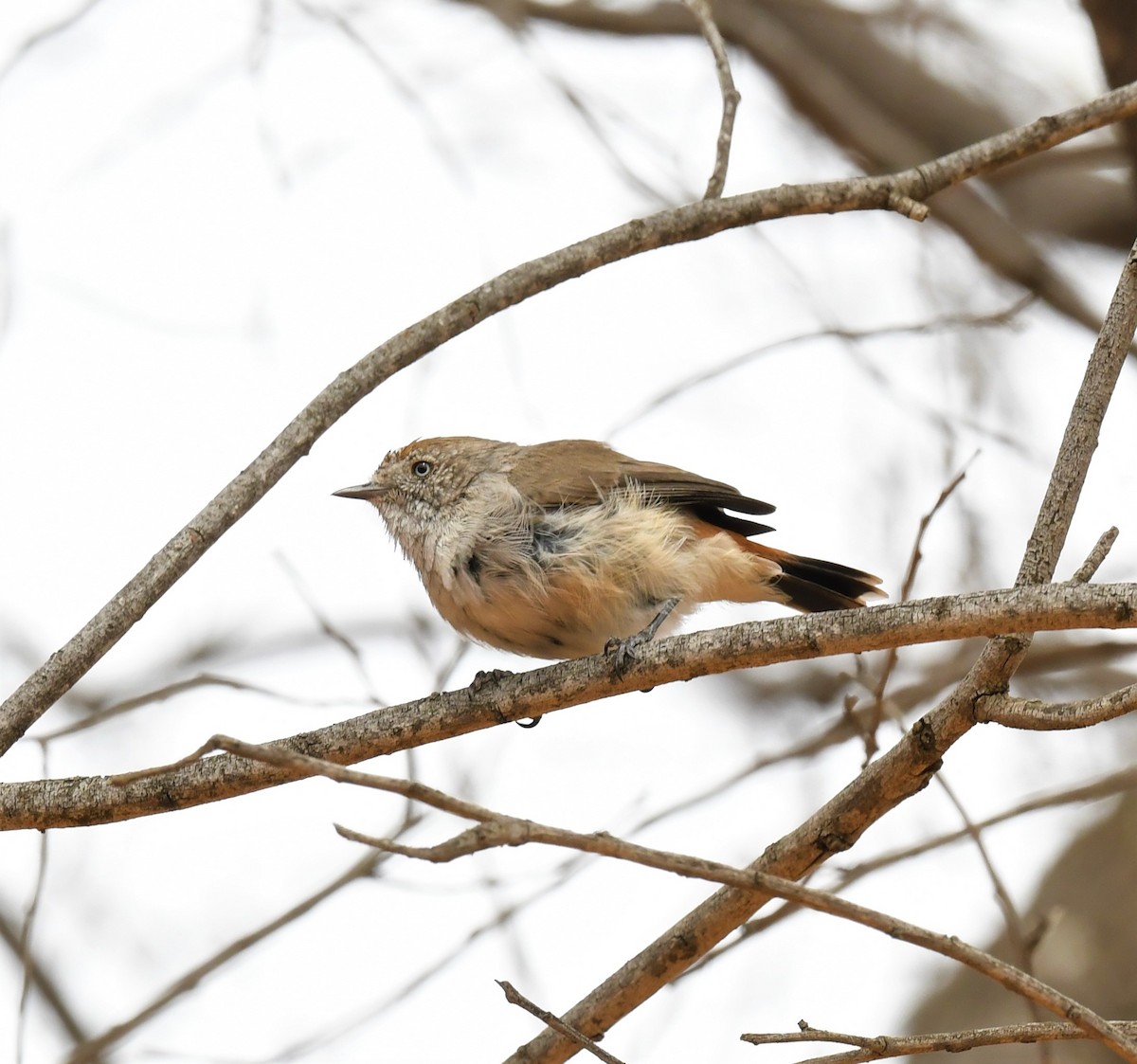 Chestnut-rumped Thornbill - Robert Anderson