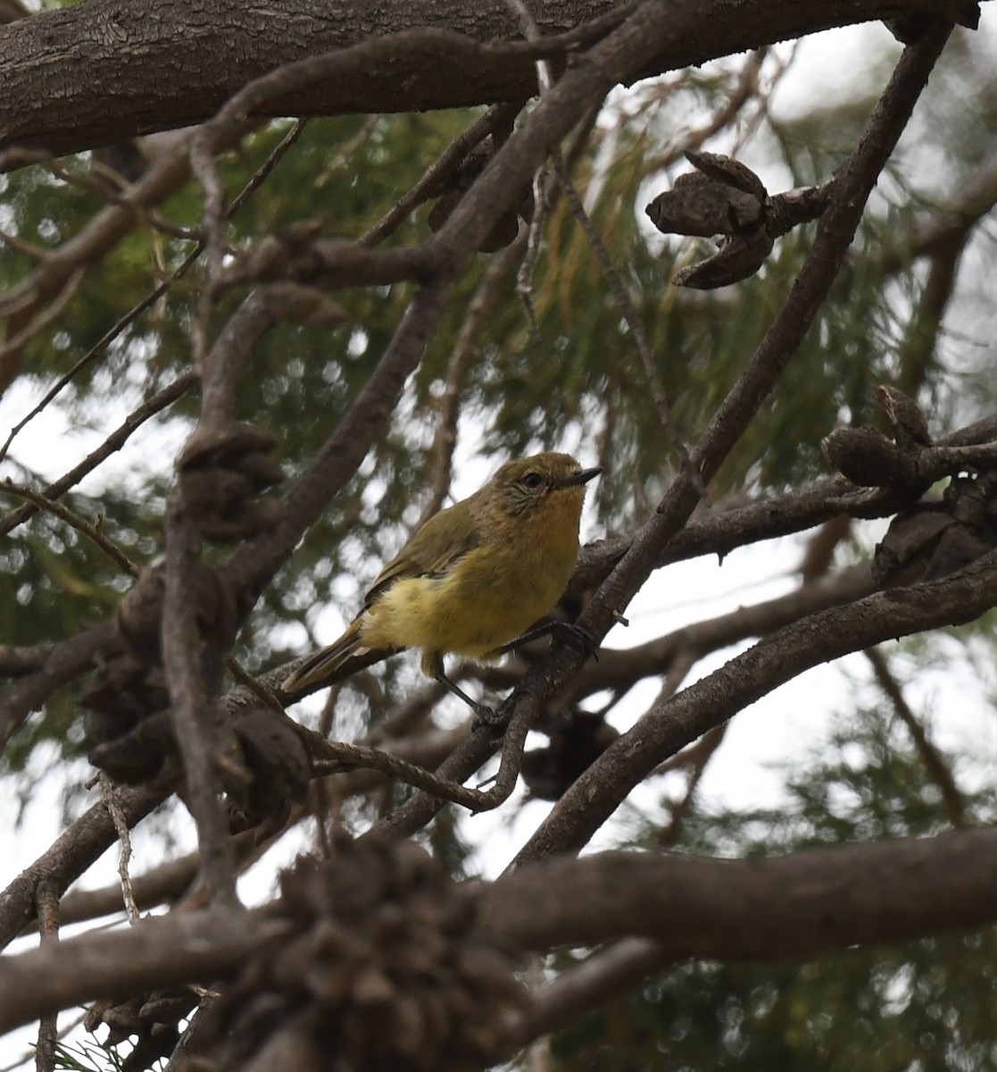 Yellow Thornbill - ML418764071