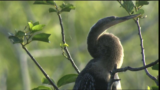 anhinga americká - ML418765