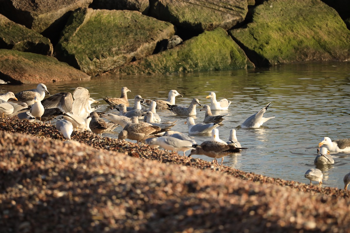 Iceland Gull - Zachary Adams