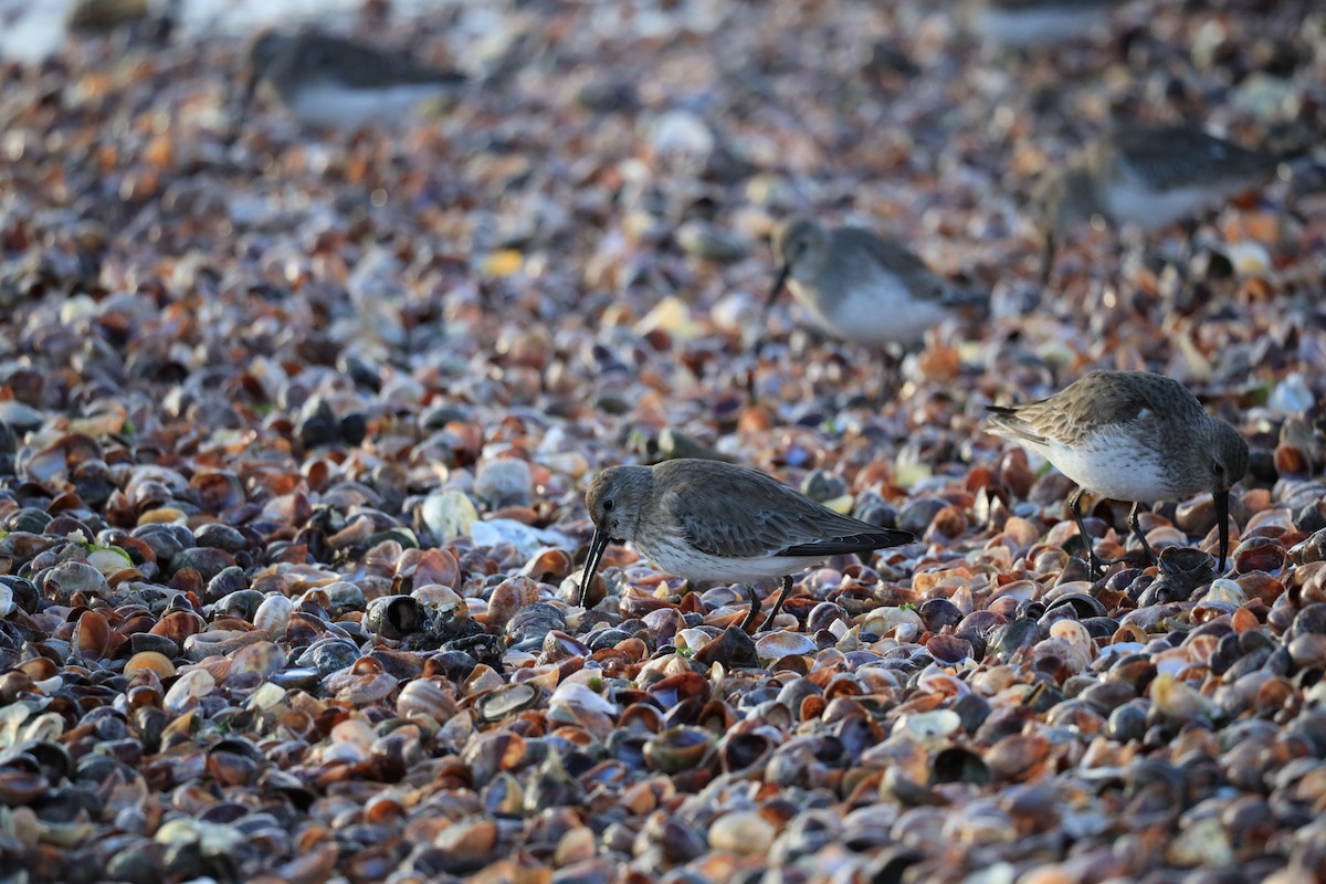 Dunlin - Zachary Adams