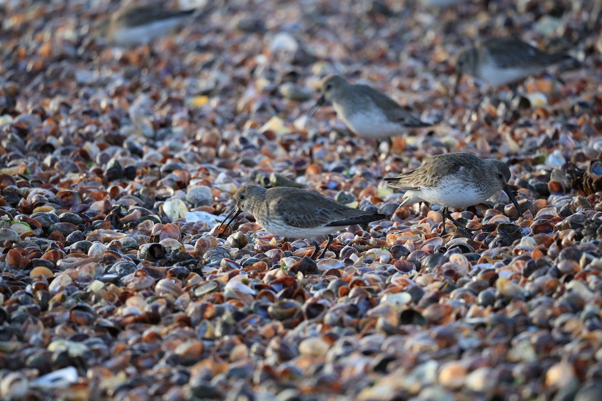 Dunlin - ML418765501