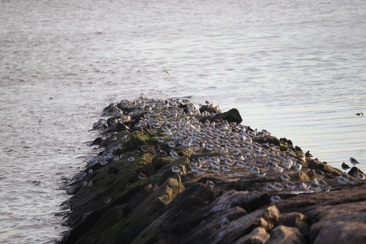 Sanderling - Zachary Adams