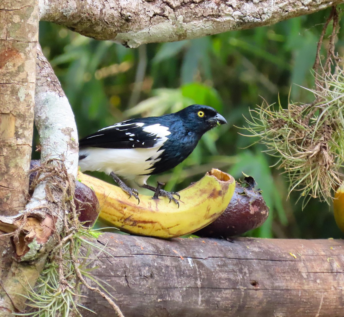 Magpie Tanager - ML418766441