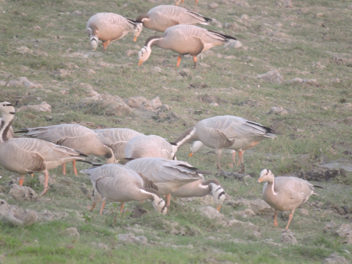 Bar-headed Goose - ML41876731