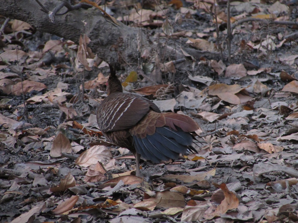 Kalij Pheasant - ML41876741