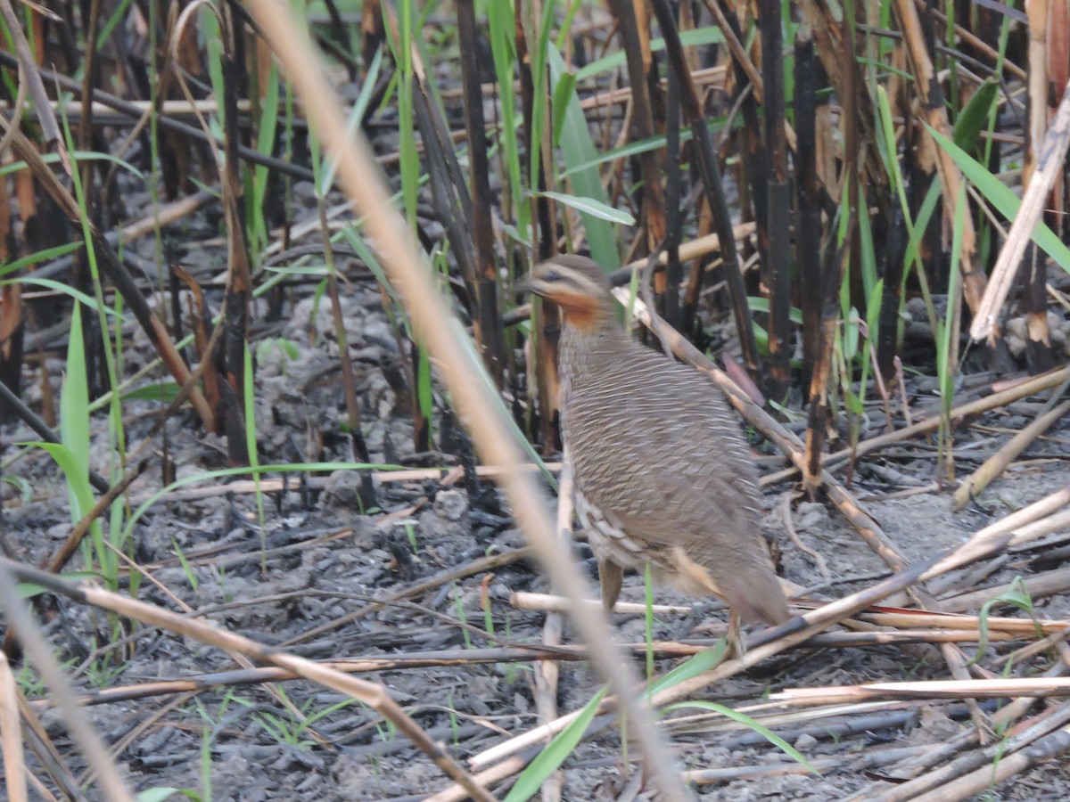 Swamp Francolin - ML41876751