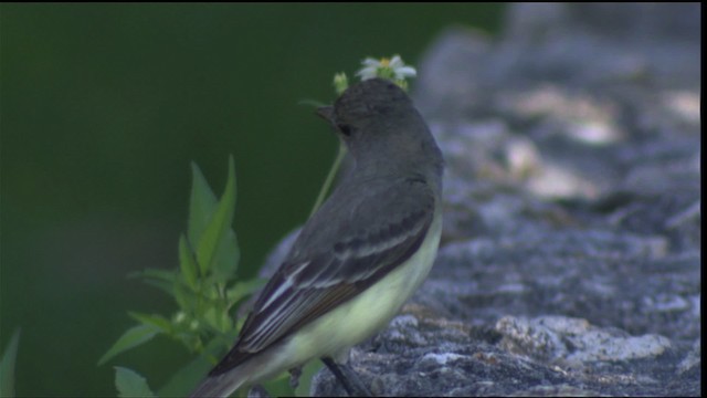 Great Crested Flycatcher - ML418768