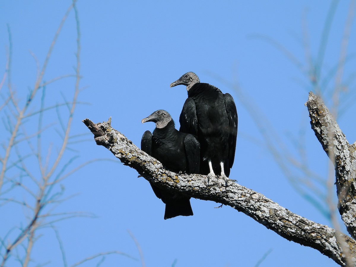 Black Vulture - Rovina Facey