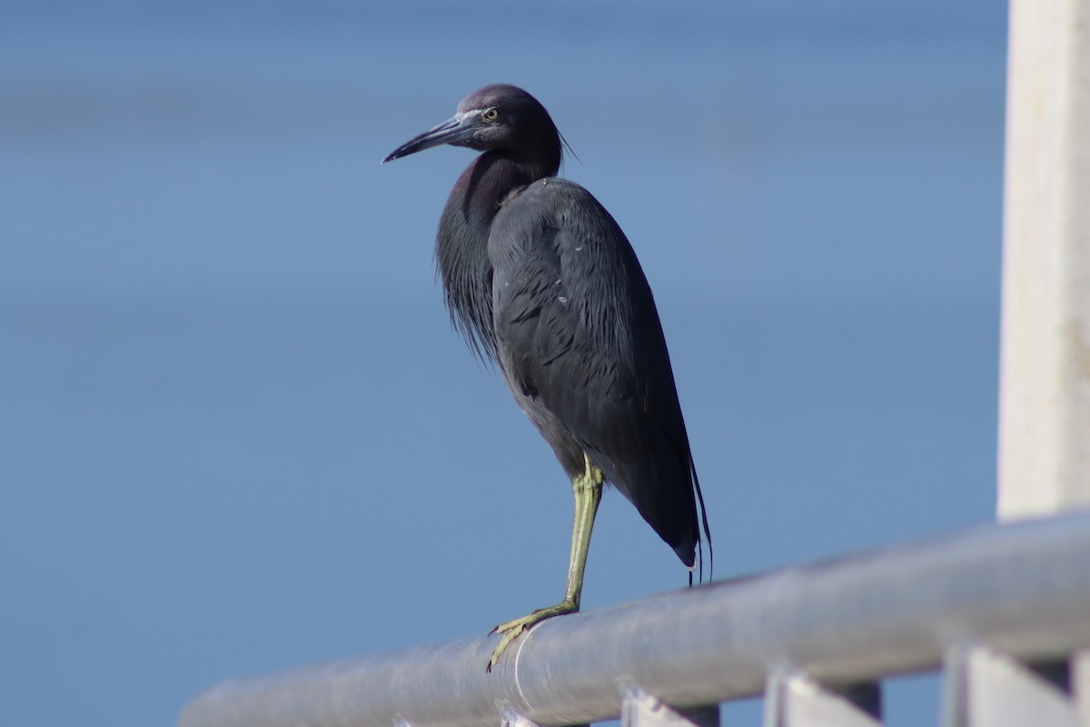 Little Blue Heron - ML418769411