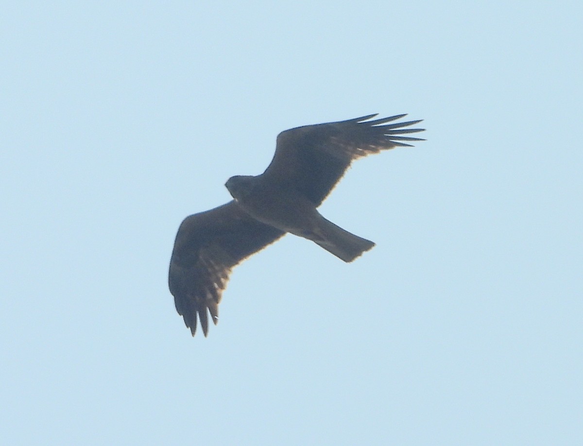 Booted Eagle - ML418769511