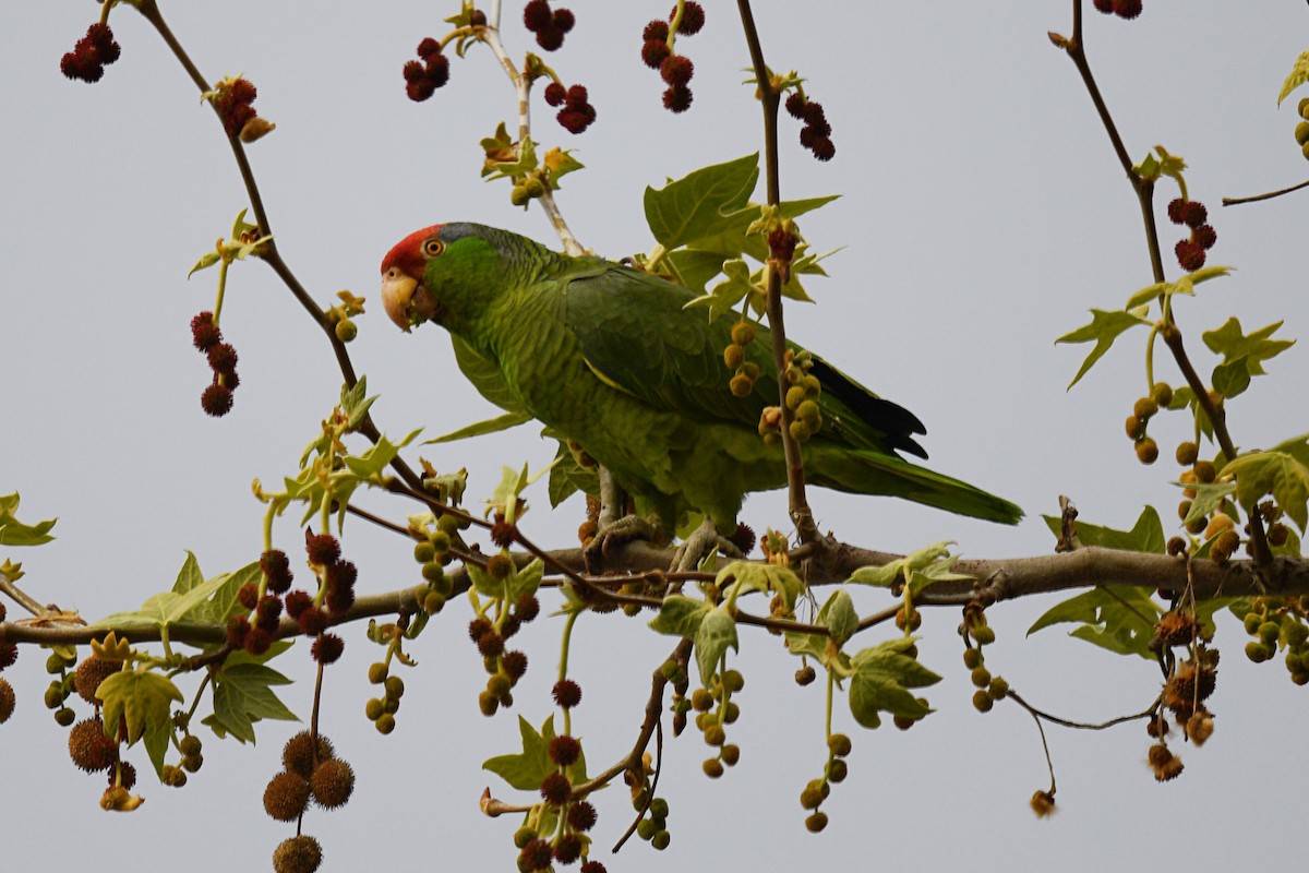 Red-crowned Parrot - ML418769851