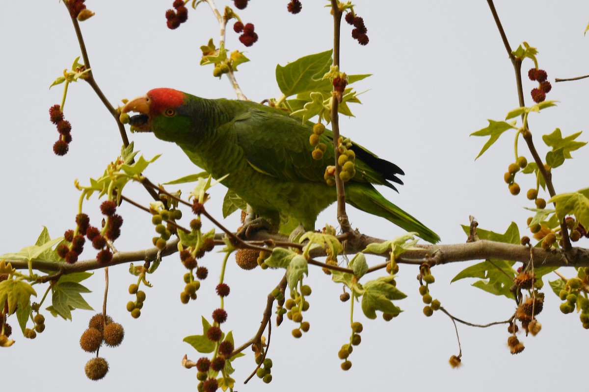 Red-crowned Parrot - ML418769981