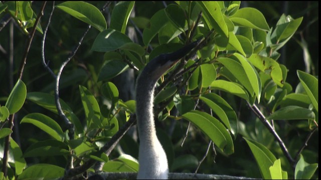 Amerika-Schlangenhalsvogel - ML418771