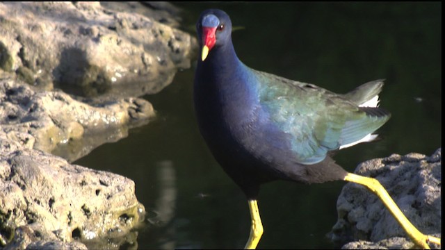 Purple Gallinule - ML418773