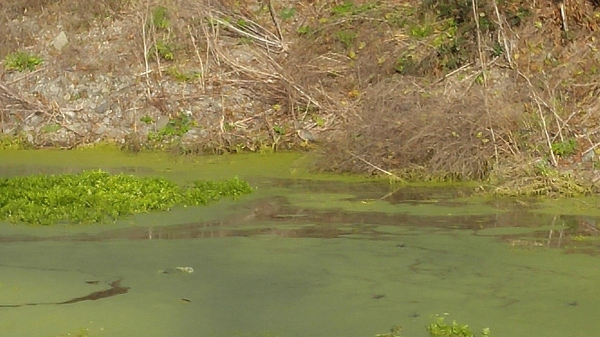 Green Heron - ML41877301