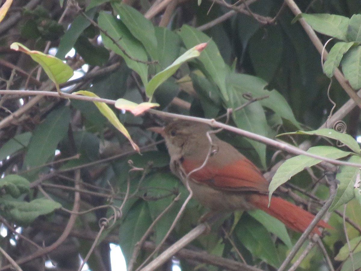 Crested Spinetail - ML418775401