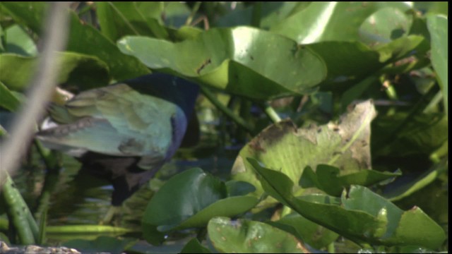 Purple Gallinule - ML418776