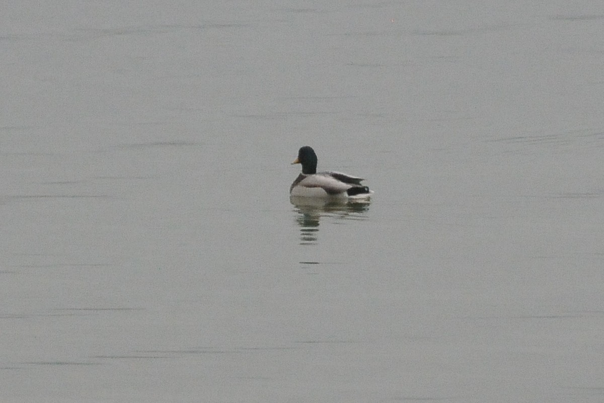 Mallard - ML41877651