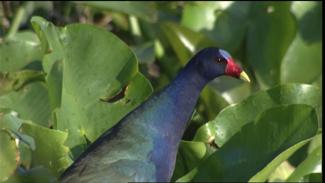 Purple Gallinule - ML418777