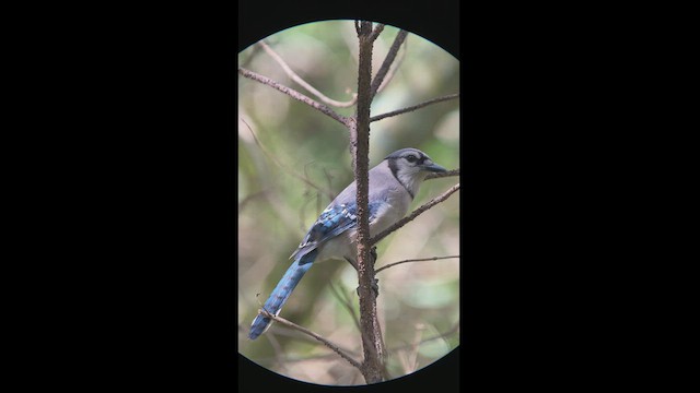 Blue Jay - ML418777921