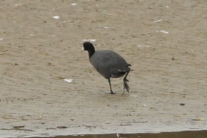 American Coot (Red-shielded) - ML41877971