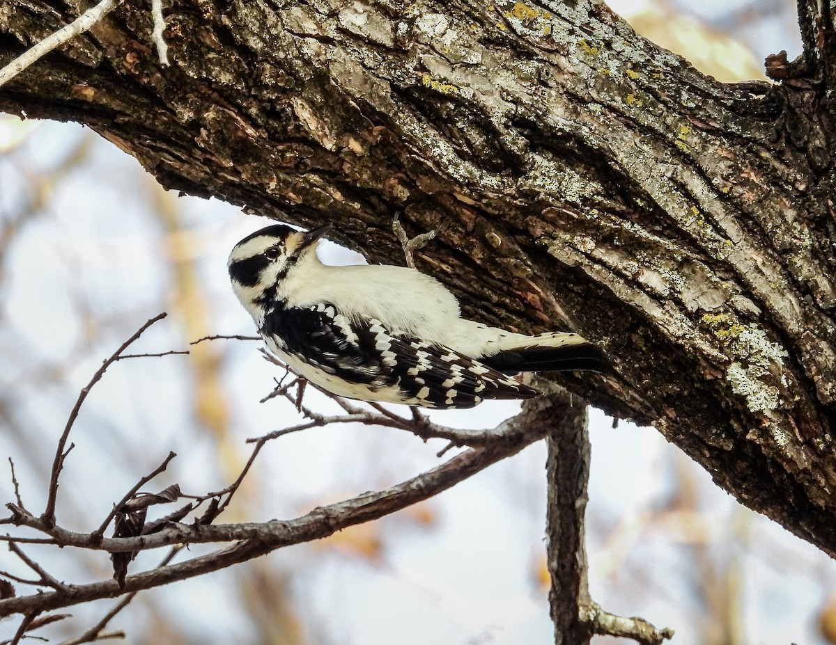 Downy Woodpecker - Rovina Facey