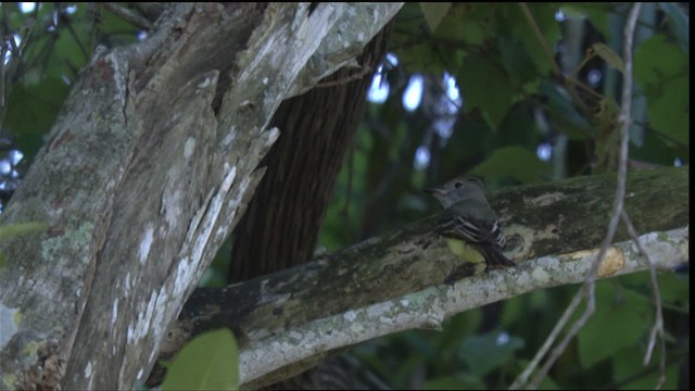 Great Crested Flycatcher - ML418780