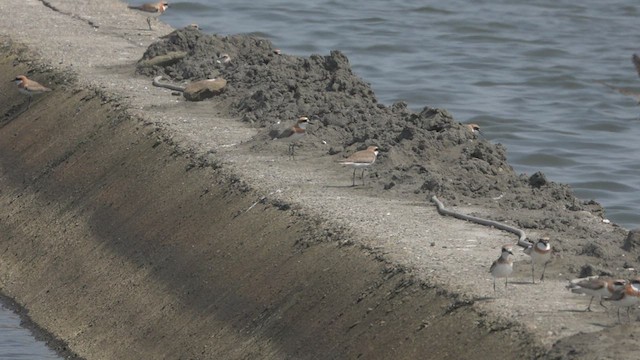 Greater Sand-Plover - ML418780151