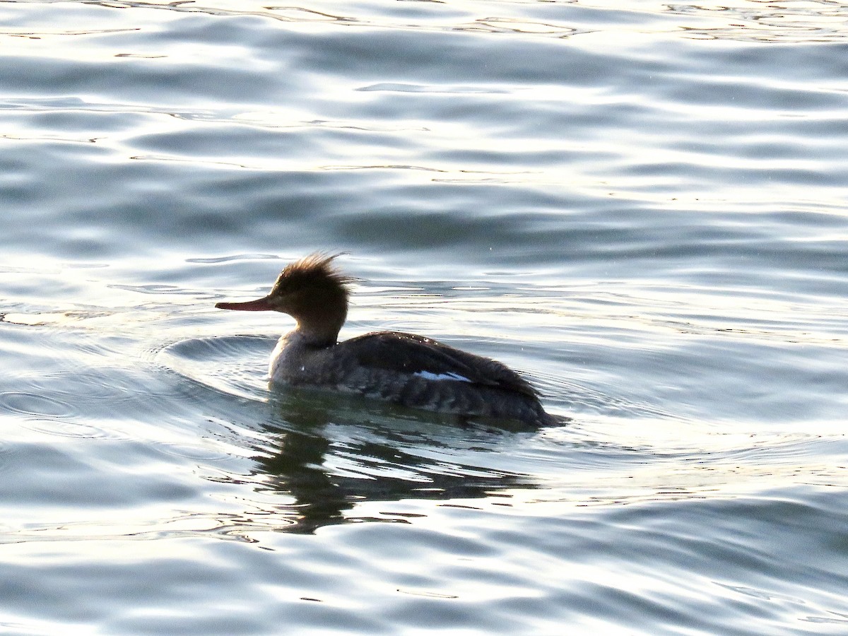 Red-breasted Merganser - ML418780201