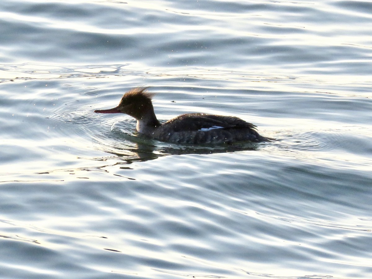Red-breasted Merganser - ML418780211