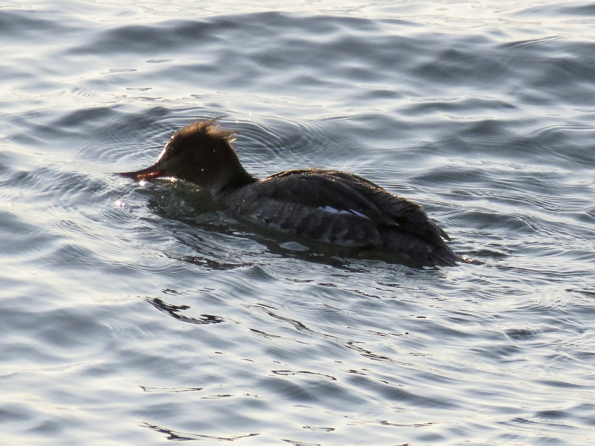 Red-breasted Merganser - ML418780241