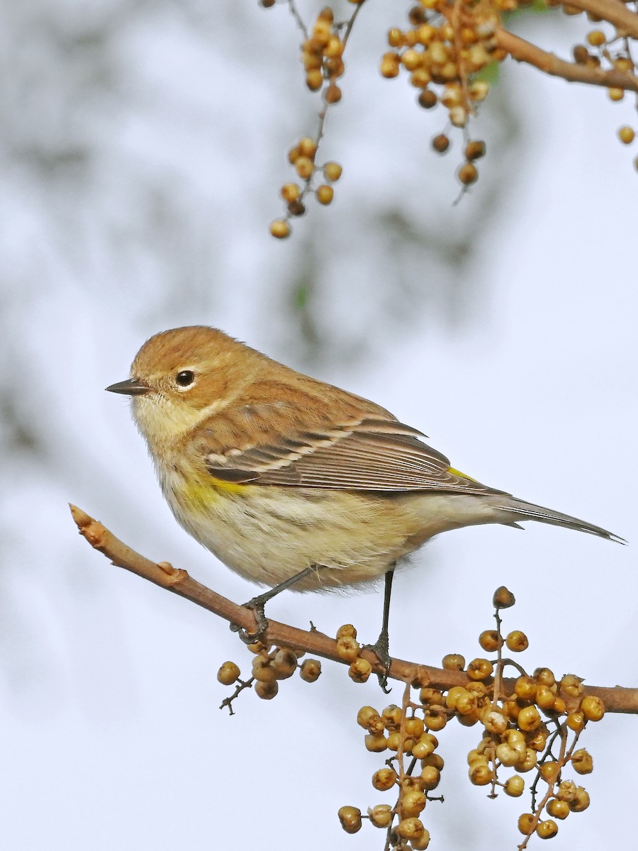 Yellow-rumped Warbler (Myrtle) - Rovina Facey