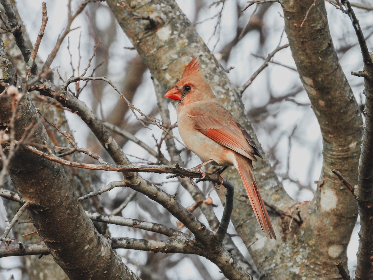 Northern Cardinal - Rovina Facey