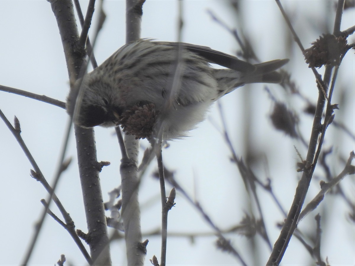 Common Redpoll - ML418783431