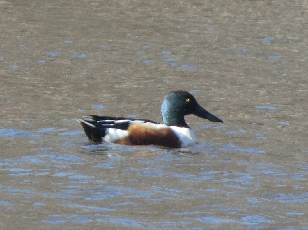 Northern Shoveler - ML418784381