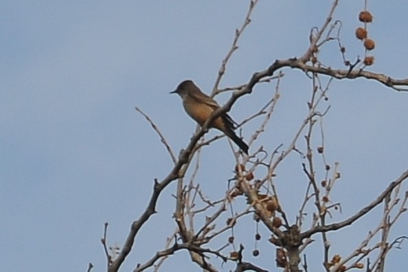 Say's Phoebe - John Doty