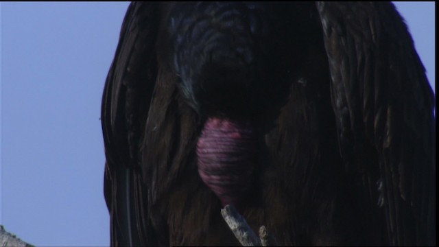 Turkey Vulture - ML418785