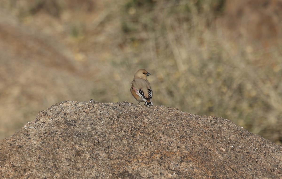 Desert Finch - Tuvshintugs Sukhbaatar